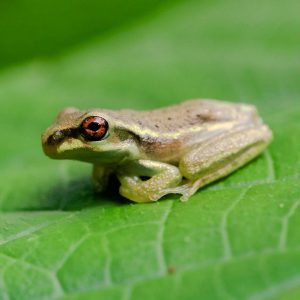 Cuban-Tree-Frog