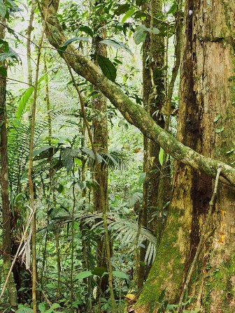 rain-forest-vines