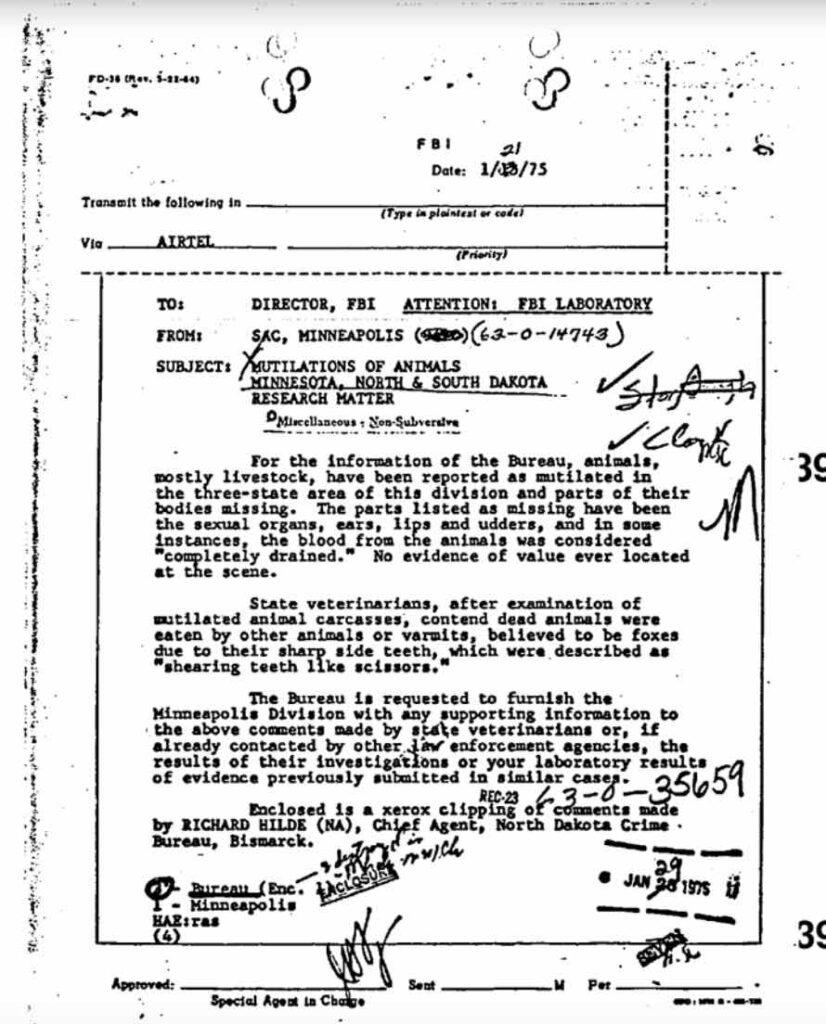 FBI airtel, 13 January 1975. The Minneapolis field office reports livestock mutilated across Minnesota and the Dakotas — sexual organs, ears, lips and udders missing, the blood “completely drained” — and state veterinarians answering that foxes did it. United States government record; public domain.
